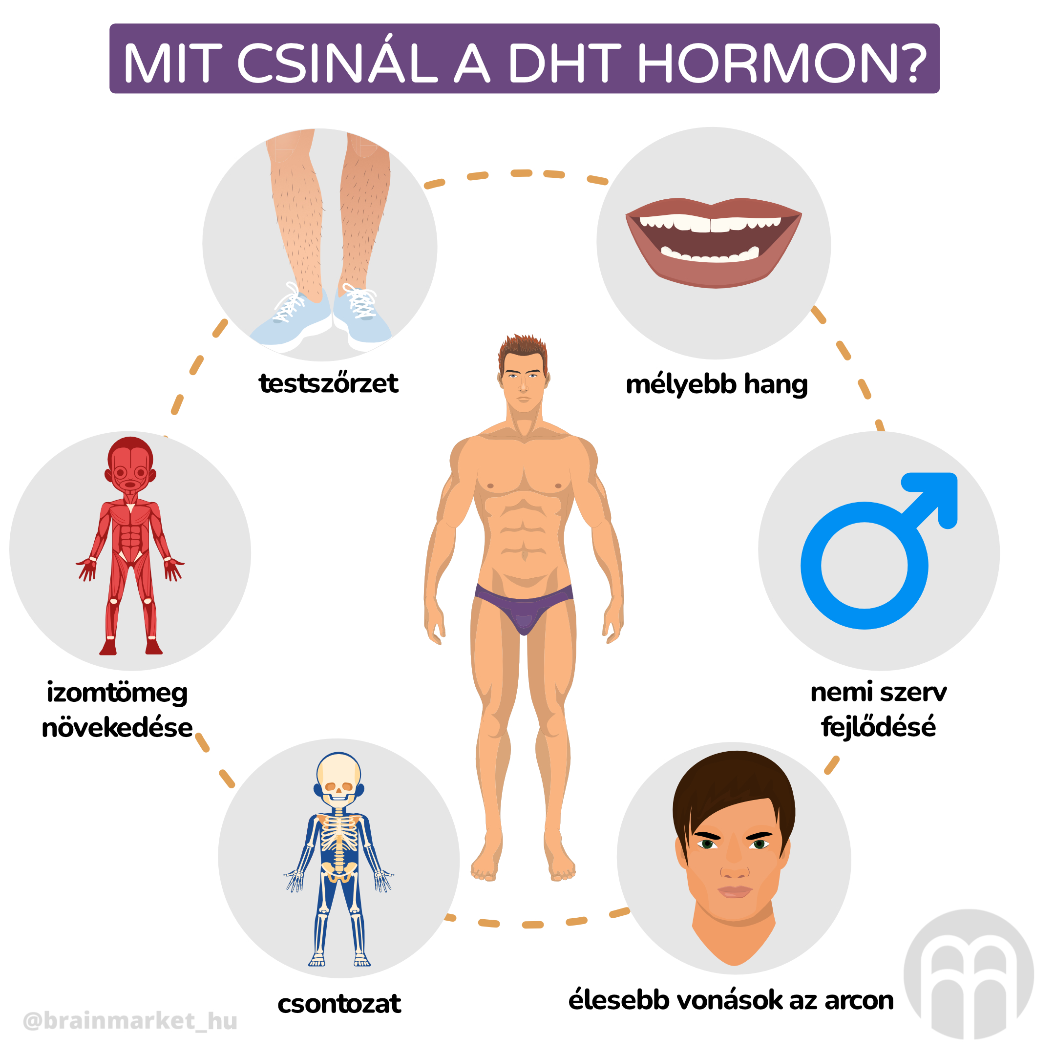 co ma na starost DHT_inforgafika_hu